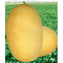 HSM03 Kaolv oval golden yellow F1 hybrid hami melon seeds,honeydew melon
